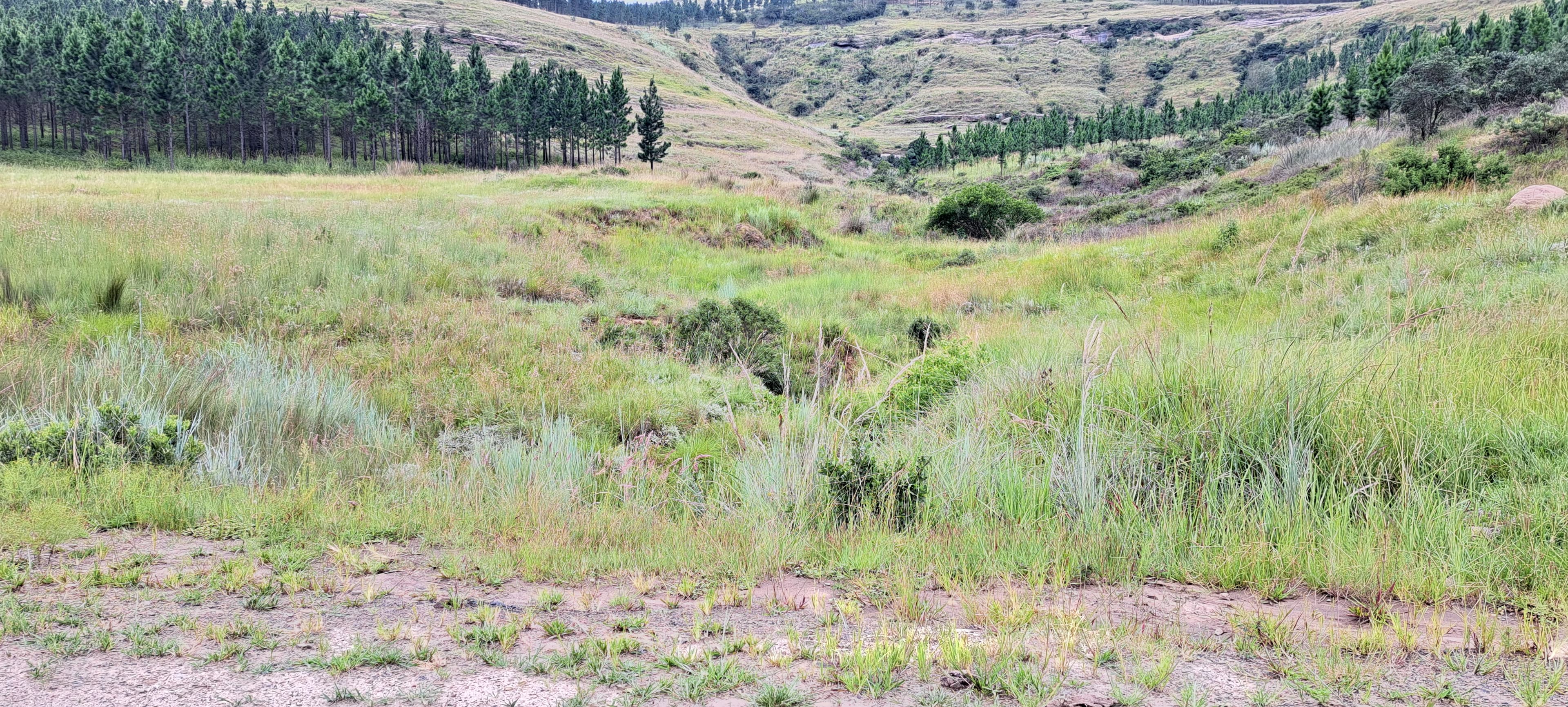Ecological Assessment by ThomaTree Environmental Consulting